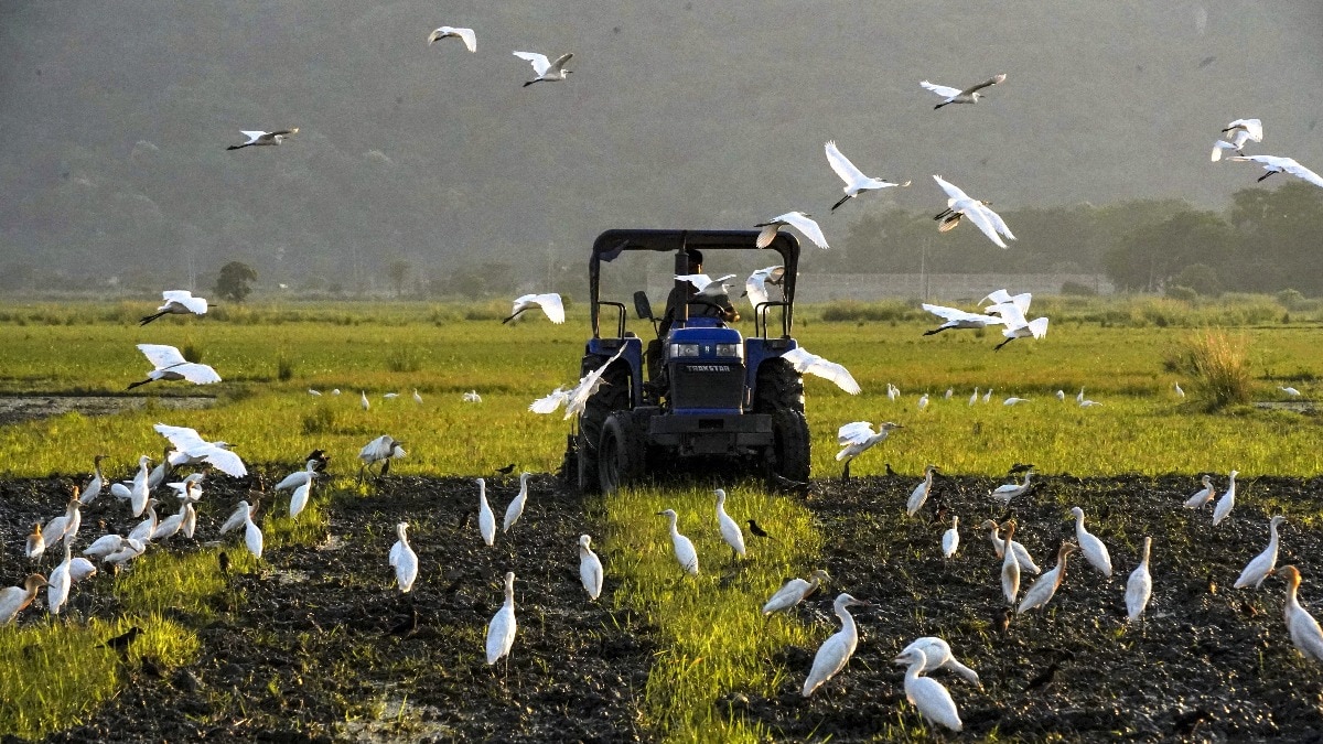 Don't stop ethanol: Punjab farmers warn rolling back E20 could hurt incomes