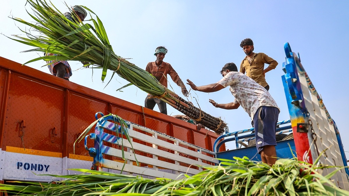 Sugar prices hit record high as cane goes to E20: India rushes to contain crisis