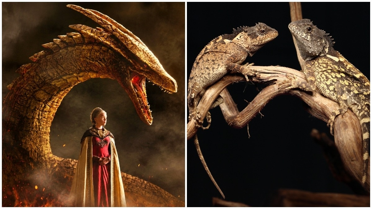 New lizard species named after House of the Dragon's Syrax