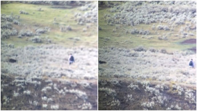 Texas man's calm reaction as wolf follows him for 10 minutes goes viral (Photos: Deric Smith/ Collin Rugg) texas man followed by wolf yellowstone national park