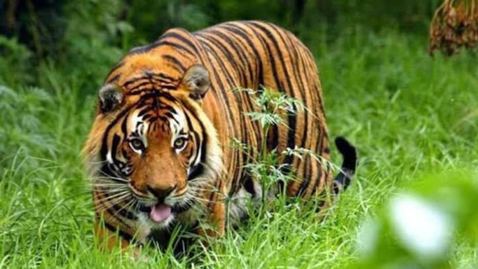 tiger(Photo: Representational)