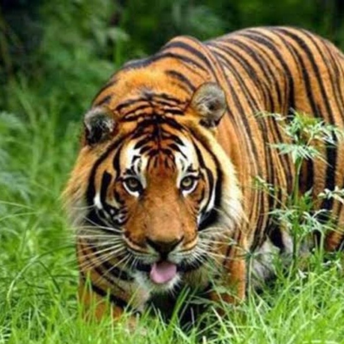Tiger storms Madhya Pradesh village, drags sleeping woman 300 metres to death