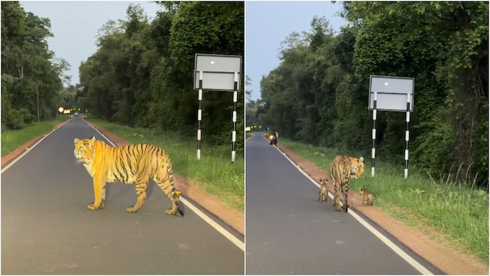 tiger