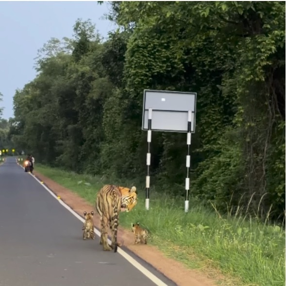 Family freezes in awe as tigress emerges with 3 cubs at Tadoba reserve. Watch