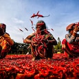 Too much heat, too little spice: How India’s chillies are losing their fire Too much heat, too little spice: How India’s chillies are losing their fire
