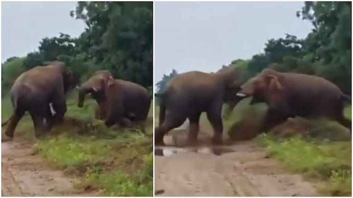 Two tuskers fight it out near Bengal river, dramatic clash caught on camera