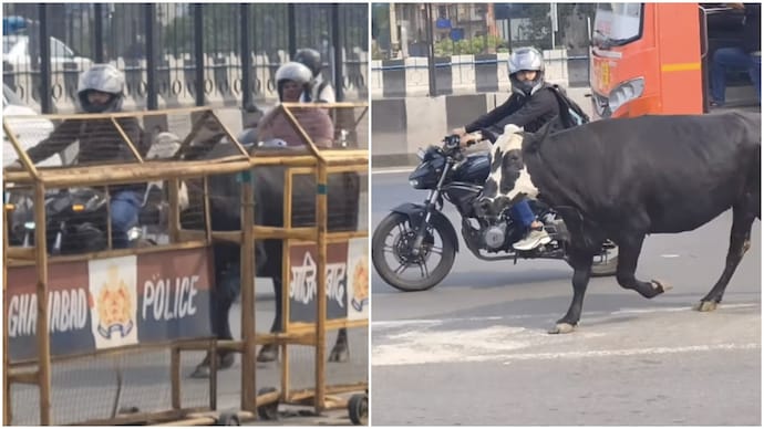UP biker puts own life at risk, rescues cow stranded amid speeding traffic on flyover (Photos: @shri.sudh/Instagram) UP biker puts own life at risk, rescues cow stranded amid speeding traffic on flyover
