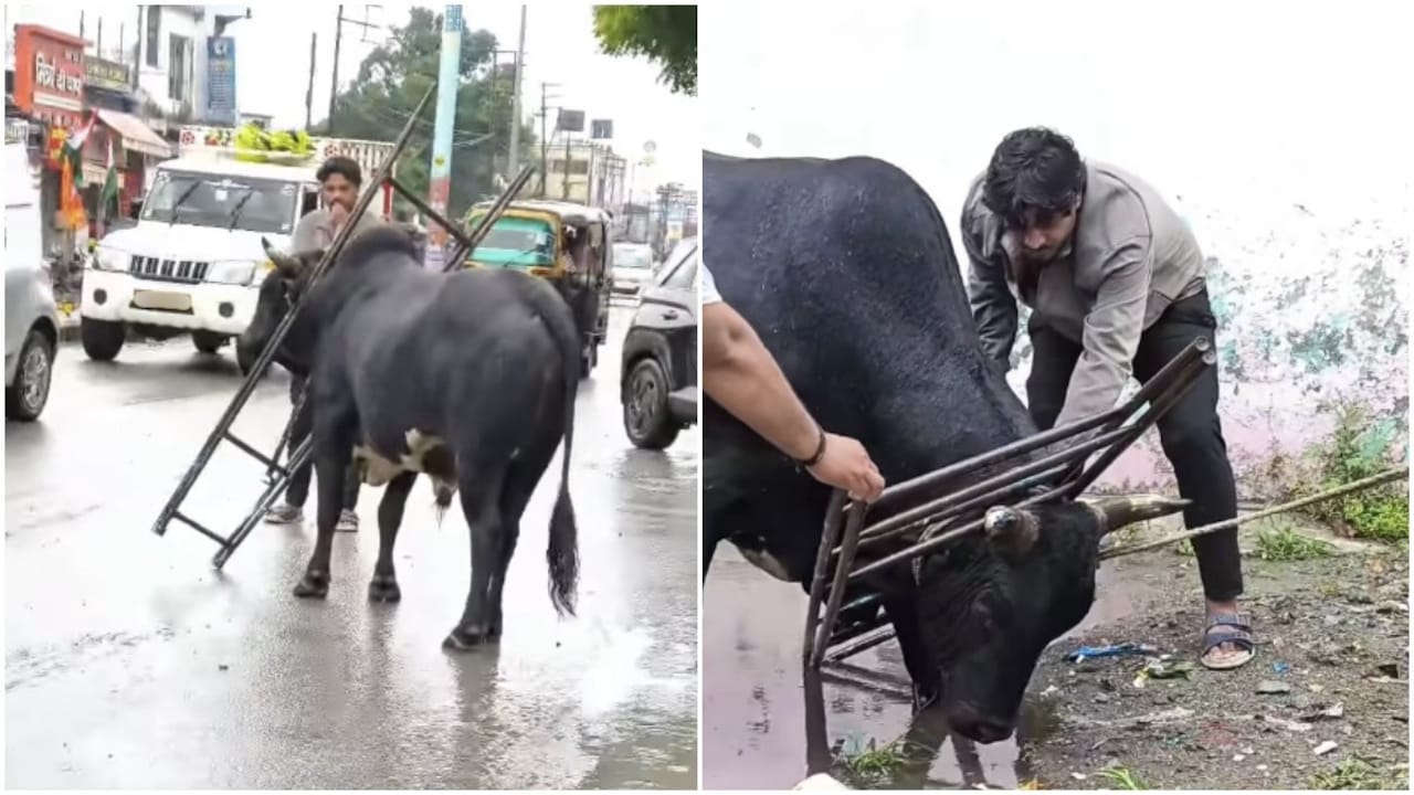 Uttarakhand men spot struggling bull with head trapped in ladder, rush to its rescue - India Today