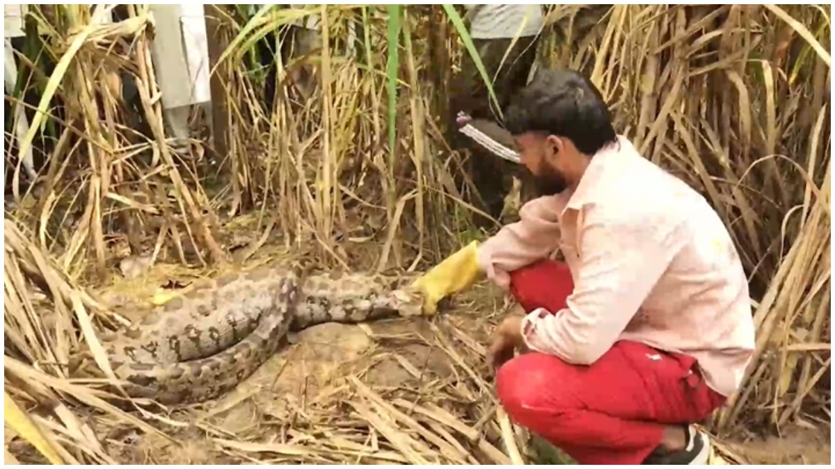 10-foot python rescued in Haryana after villagers say it swallowed 20-kg dog