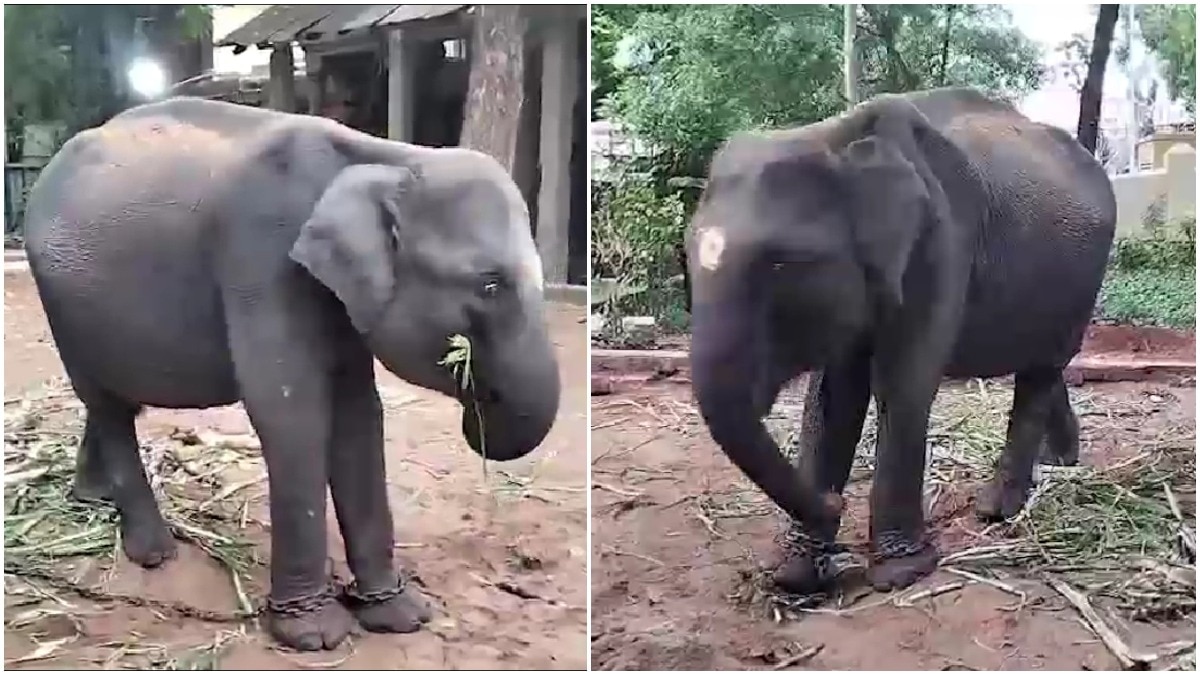 5-year-old elephant Durga arrives at Madurai temple after 3,000-km journey from Assam
