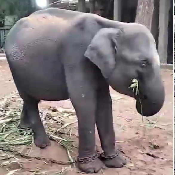 5-year-old elephant Durga arrives at Madurai temple after 3,000-km journey from Assam
