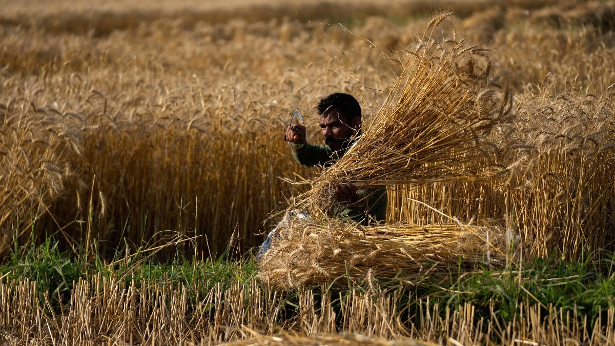 Bangladesh looks to India for wheat as high prices push people from rice to roti