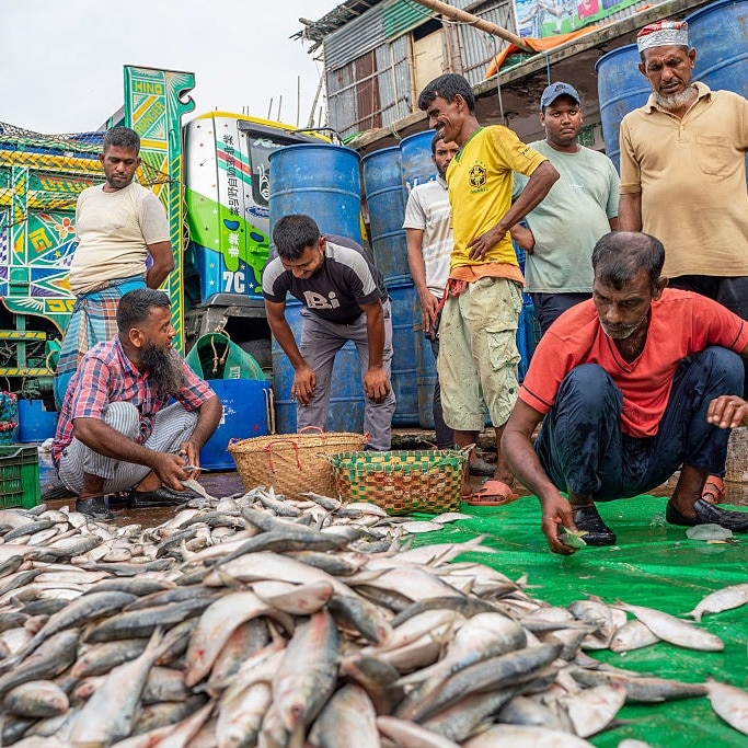 Gujarat hilsa sold as Padma hilsa in Bangladesh, Dhaka stops imports from India