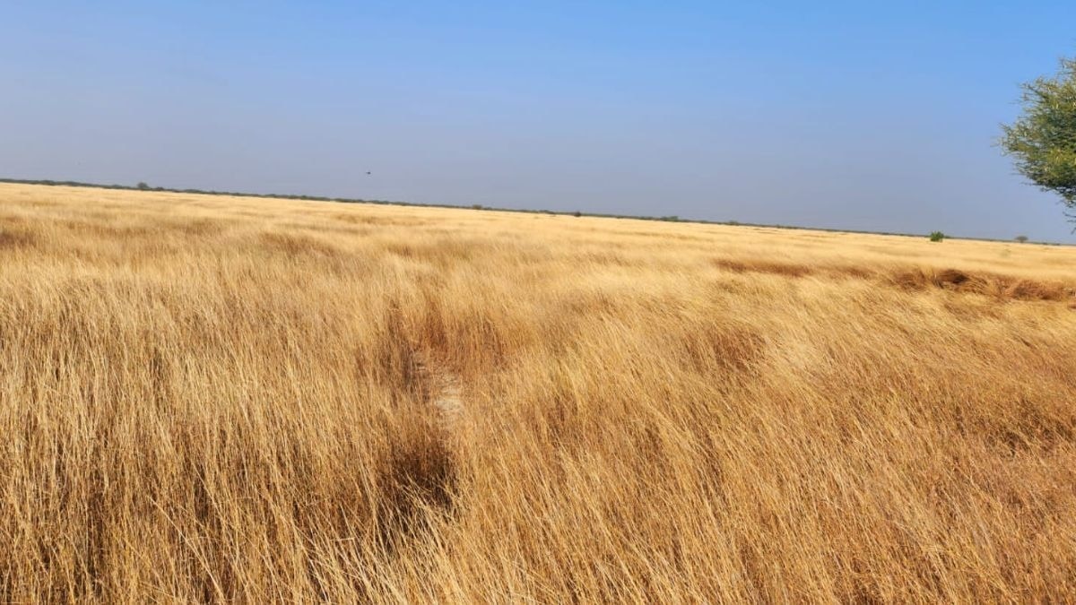 From Banni to the Deccan: India must stop treating its grasslands as wastelands