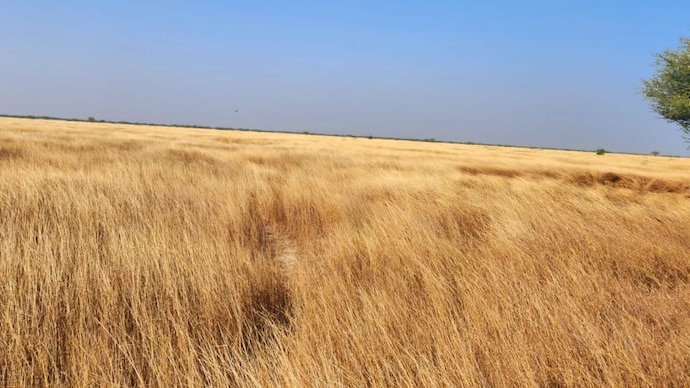 A wide-view image of a part of the Banni grasslands. (File Photo) Banni grasslands