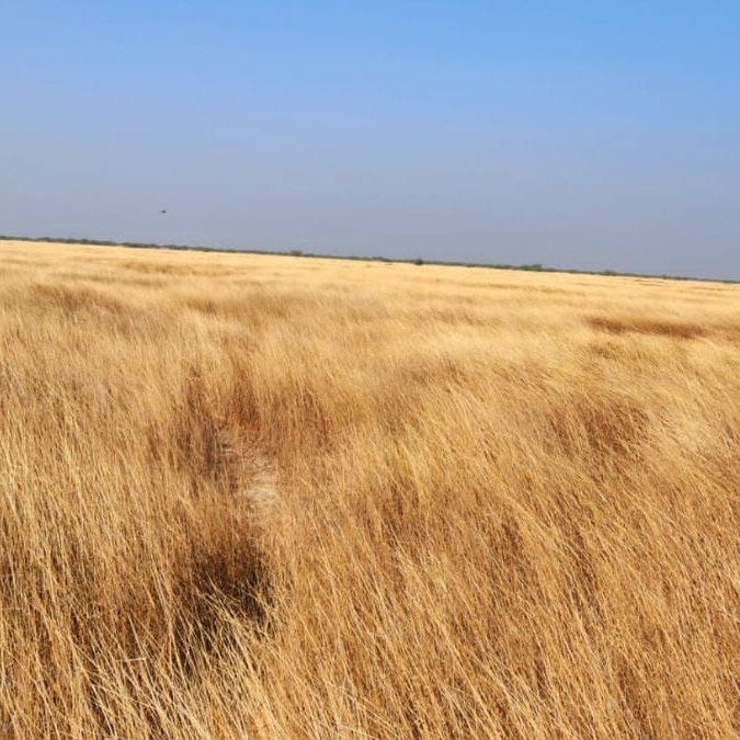 From Banni to the Deccan: India must stop treating its grasslands as wastelands