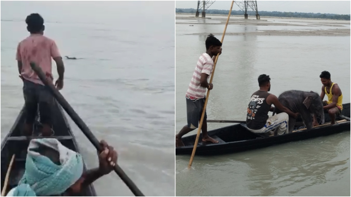 Bengal fishermen, forest team rescue newborn elephant calf battling Teesta currents