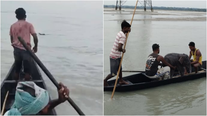 Bengal fishermen, forest team rescue newborn elephant calf battling Teesta currents (Photos: IFS officer Mudit Kumar Verma/X) Bengal fishermen, forest team rescue newborn elephant calf battling Teesta currents