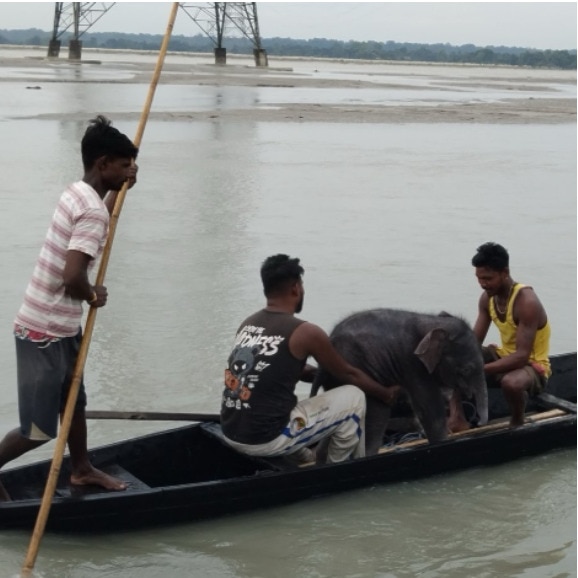 Bengal fishermen, forest team rescue newborn elephant calf battling Teesta currents
