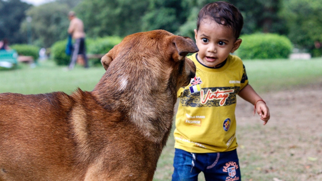 Rabies vaccine before a dog bite: Which children actually need it?