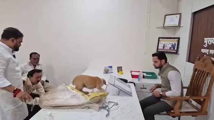 Nashik activists release stray dogs on official’s table after complaints go unheard