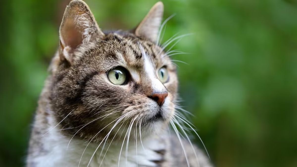 20 cats found mutilated in Mumbai's residential area, PETA offers Rs 50,000 for info