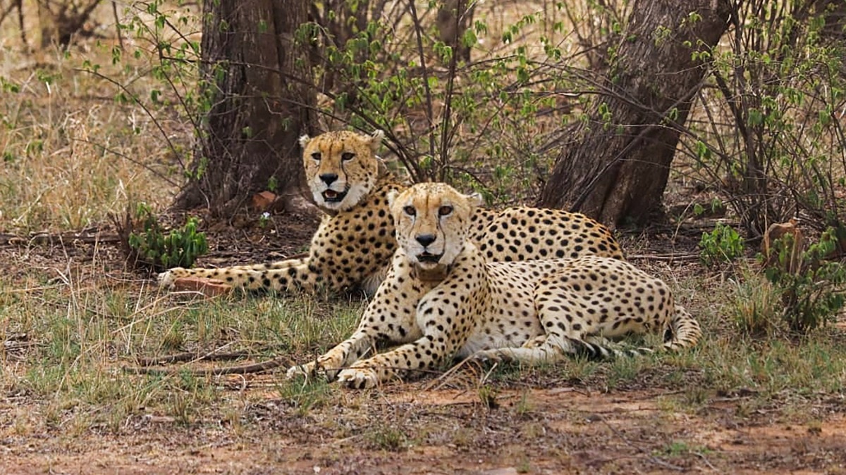 Project Cheetah turns four: 52 thriving, 32 of them born in India