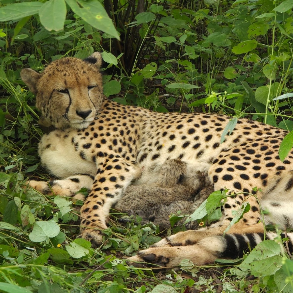 Watch: India-born cheetah gives birth to four cubs in Kuno National Park