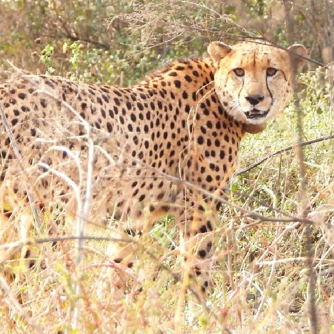 MP's Gandhi Sagar Sanctuary gets 4th cheetah as Radha arrives from Botswana