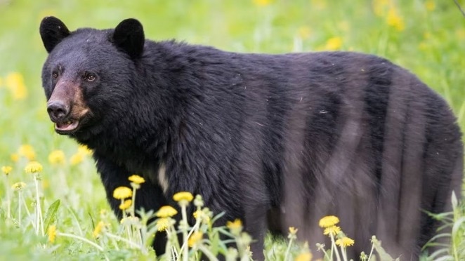 4 bears attack 2 men collecting firewood in Chhattisgarh forest, 1 critical