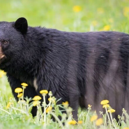 4 bears attack 2 men collecting firewood in Chhattisgarh forest, 1 critical