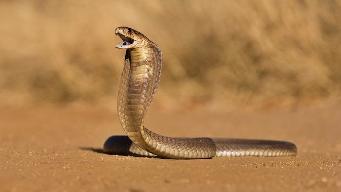 Snakebite envenoming kills more than 1,00,000 people globally every year. (Photo: Getty) Cobra bite antivenom