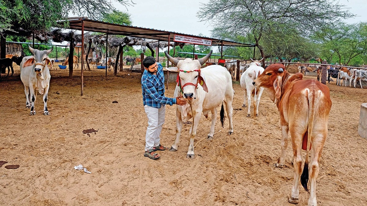 FECKLESS MATADORS: A cow shelter in Sanchore, Rajasthan. (Photo: Purushottam Diwakar)