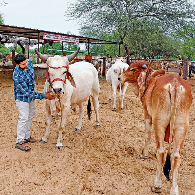 Rajasthan | Cows that live only on paper