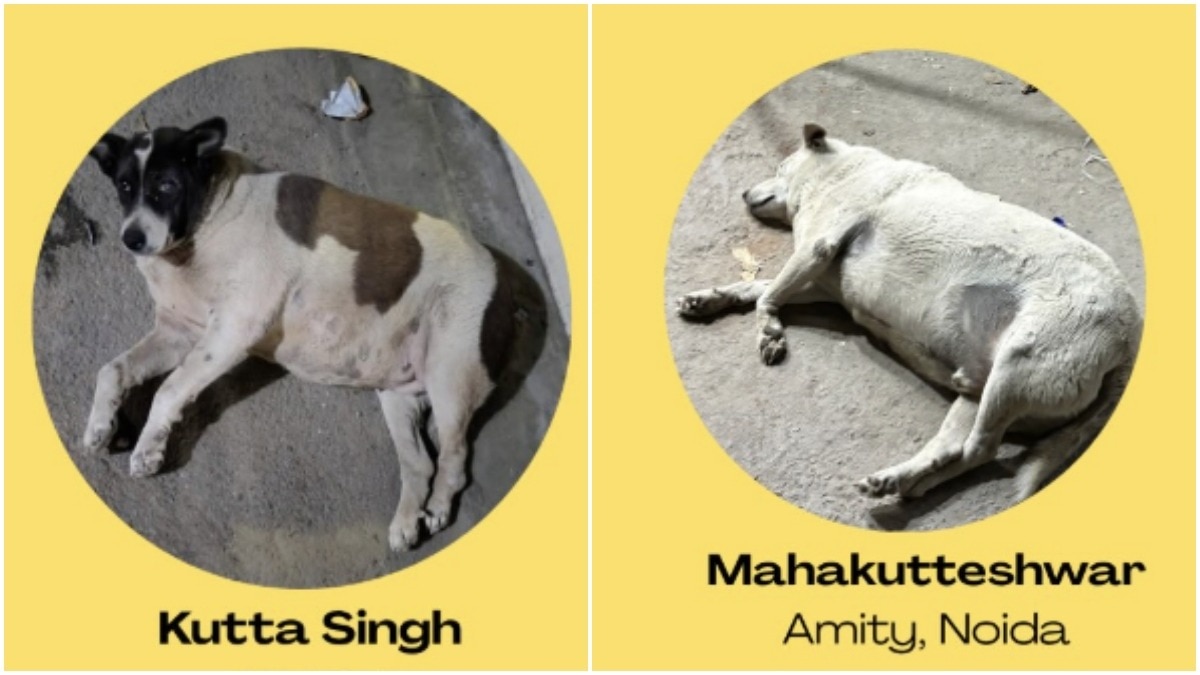 'Dahi Bhalli' vs 'Mahakutteshwar': Delhi's fat dogs fight for the fattest title