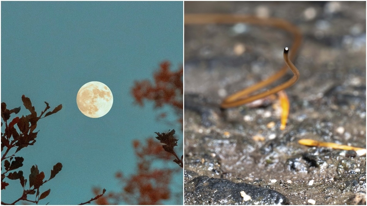 Do parasites really wait for a full Moon to manipulate their hosts?