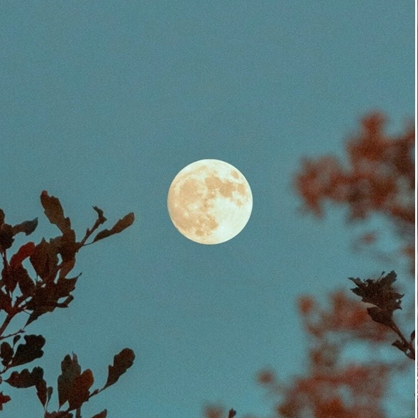 Do parasites really wait for a full Moon to manipulate their hosts?