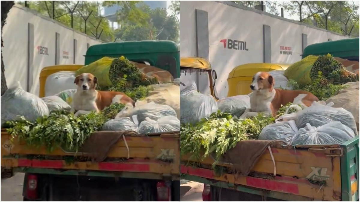 Dog sits atop vegetables on truck in Bengaluru, hygiene debate follows
