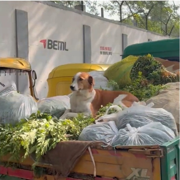 Dog sits atop vegetables on truck in Bengaluru, hygiene debate follows
