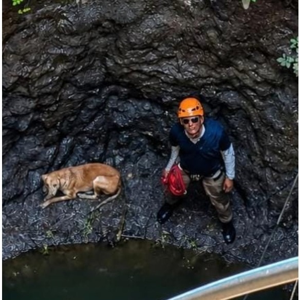 Dogs fall into 60-foot well, rescue team makes 90 km trip for risky operation
