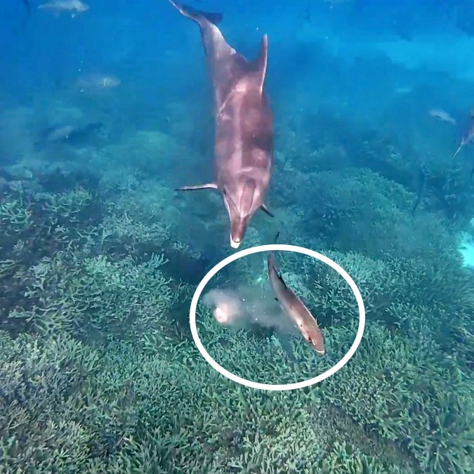 Watch: Dolphin forces fish to vomit, then eats its puke in bizarre behaviour