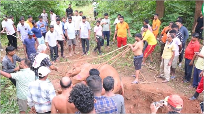 An elephant calf was rescued in Odisha. (Photo: X/@DFO Dhenkanal) elephant
