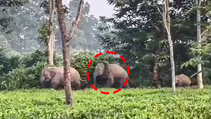Elephant spotted with tractor tyre stuck around neck in Assam Elephant spotted with tractor tyre stuck around neck in Assam