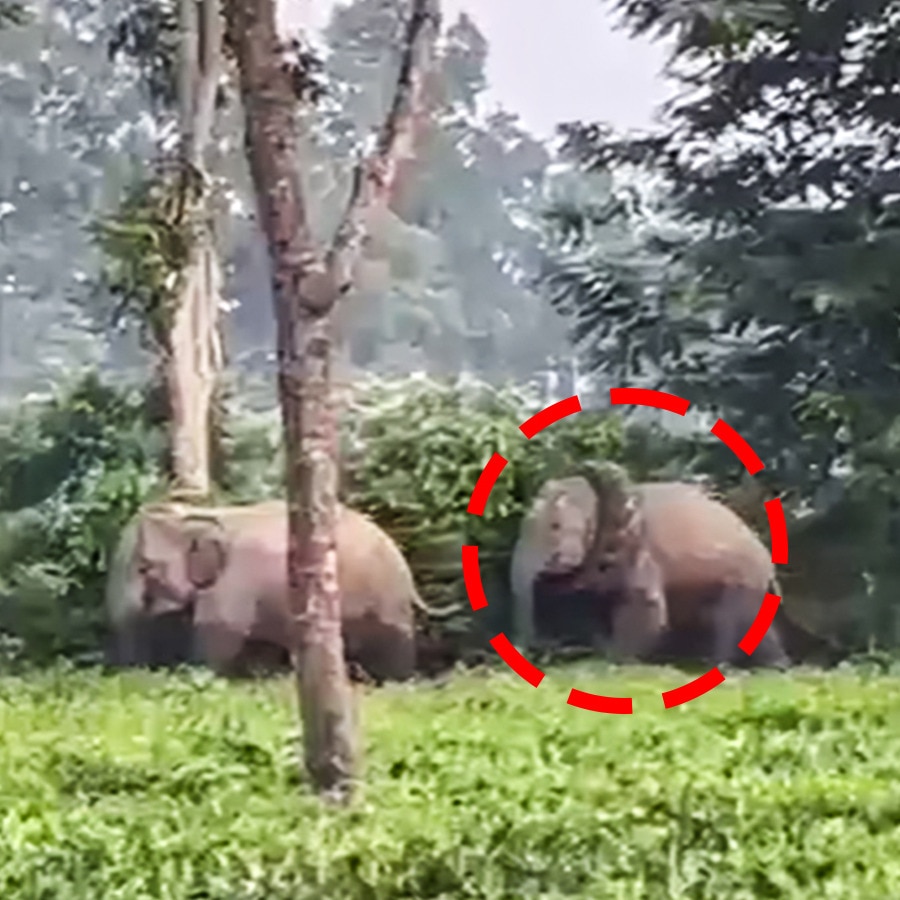 Elephant spotted with tractor tyre stuck around neck in Assam, rescued after hours