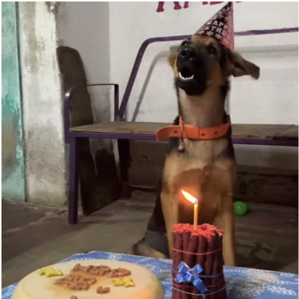 Family celebrates pet dog's first birthday, her excited reaction steals the show