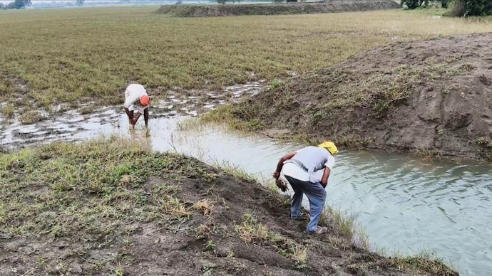 Banda farmers turn rainwater into irrigation lifeline with farm pond scheme. (File image) Farmer irrigating crops from a farm pond in Banda