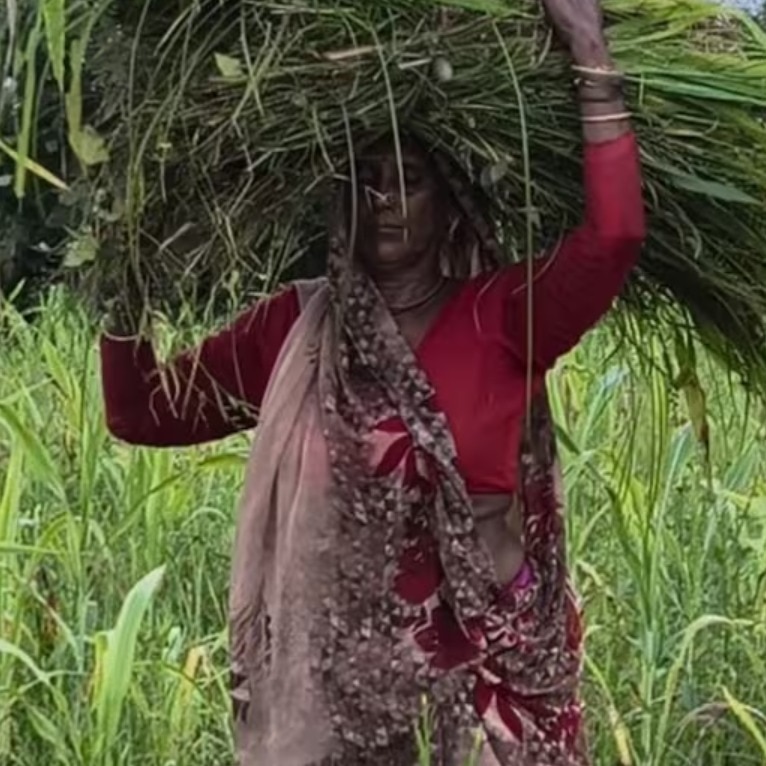 Chitrakoot farmers turn to natural farming as govt pushes chemical-free agriculture