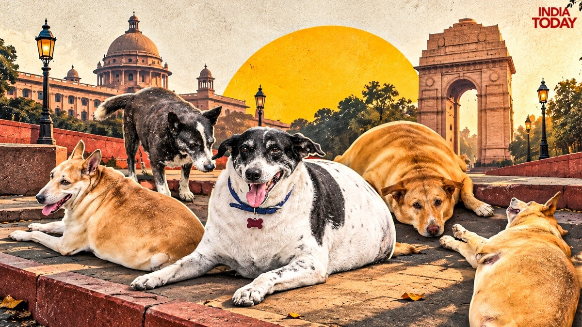 Why the viral 'Fat Dogs of Delhi' contest has dog lovers divided