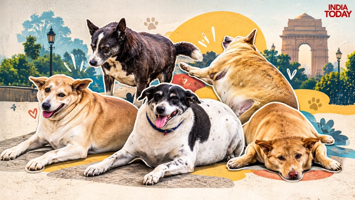 Why the viral 'Fat Dogs of Delhi' contest has dog lovers divided