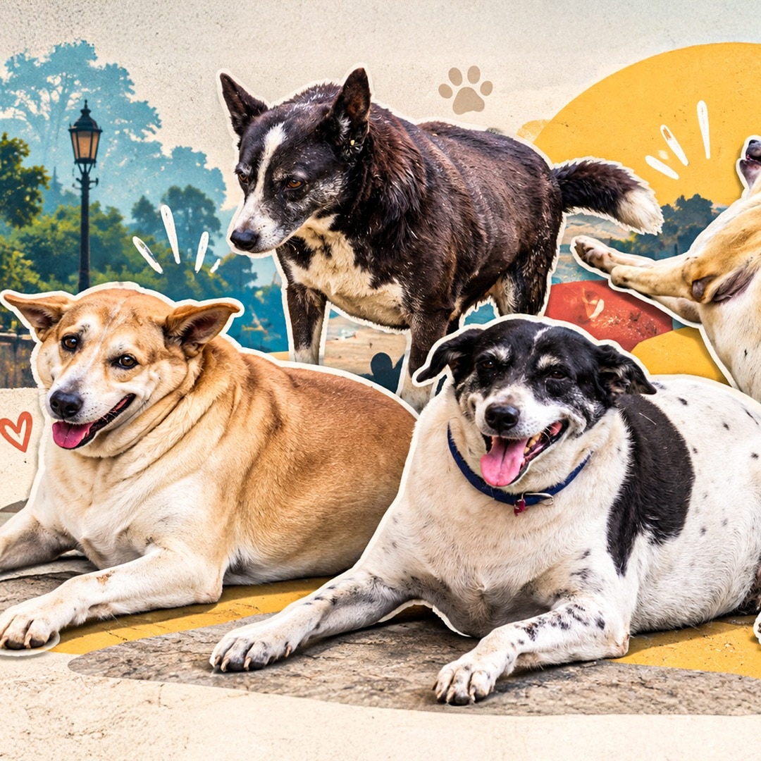 Fat Dogs of Delhi